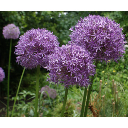 CEB21 CZOSNEK OZDOBNY CEBULKI CZOSNKU CEBULKA KWIATÓW  