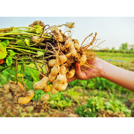 W6137 ORZECH ZIEMNY 5SZT.