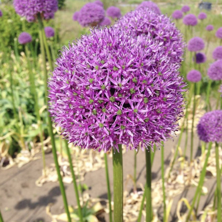 CEB22 CZOSNEK GIGANT OZDOBNY CEBULKI CZOSNKU CEBULKA KWIATÓW ALLIUM GLADIATOR 1szt. 20/+