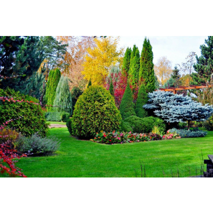 SUM66 SUMIN NAWÓZ DO IGLAKÓW 5KG JESIENNY WIADRO OPTYMALNY SKŁAD