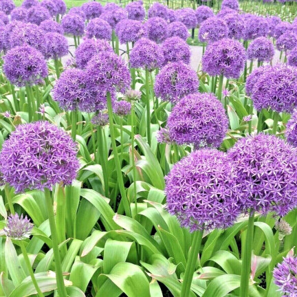 CEB22 CZOSNEK GIGANT OZDOBNY CEBULKI CZOSNKU CEBULKA KWIATÓW ALLIUM GLADIATOR 1szt. 20/+