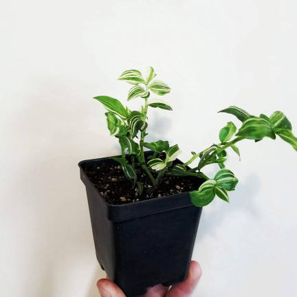 TG67331 DONICZKI PRODUKCYJNE P11 DO PIKOWANIA ROZSAD UPRAW WYSIEWU SADZONKI 5SZT