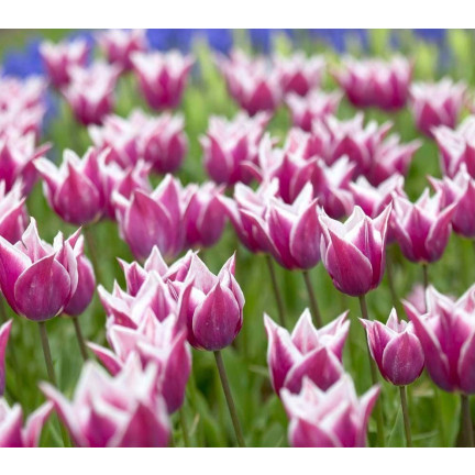 CEB2 TULIPAN CEBULKI TULIPANÓW CEBULKA KWIATÓW fioletowa LILIOKSZTAŁTNA 