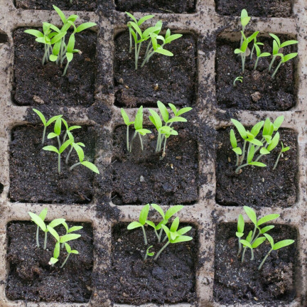 EDA3234 KOMPLET 3 PALETEK DONICZEK TOFROWYCH 24,5X12,5X6CM