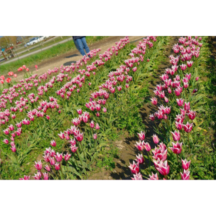 CEB2 TULIPAN CEBULKI TULIPANÓW CEBULKA KWIATÓW fioletowa LILIOKSZTAŁTNA 