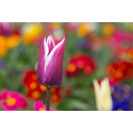 CEB2 TULIPAN CEBULKI TULIPANÓW CEBULKA KWIATÓW fioletowa LILIOKSZTAŁTNA 