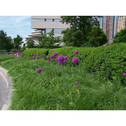 CEB21 CZOSNEK OZDOBNY CEBULKI CZOSNKU CEBULKA KWIATÓW  