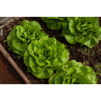 T8013 SAŁATA MASŁOWA KRÓLOWA MAJOWYCH na taśmie NASIENNEJ 6M NASIONA SAŁATY