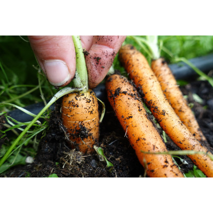 W1109 MARCHEW NASIONA MARCHWI PIERWSZY ZBIÓR B. WCZESNA MARCHEWKI SOCZYSTA NA SOK