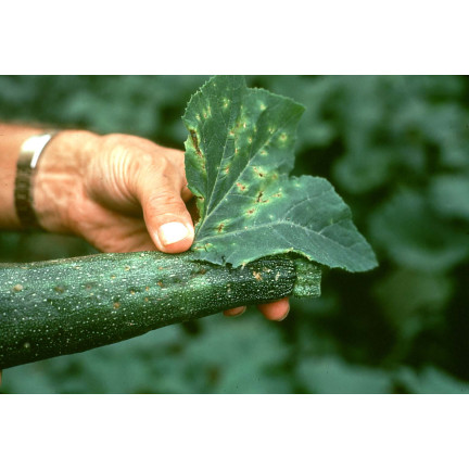 SUM21 SYLLIT 65 WP 45G ŚRODEK GRZYBOBÓJCZY SUMIN