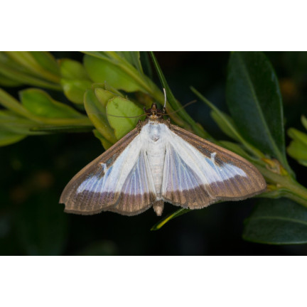 SUM31 LEPINOX PLUS 5G