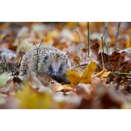 Karma dla jeży wolnożyjących, mieszanka paszowa pełnoporcjowa, bogata w białko, Turdus 500g