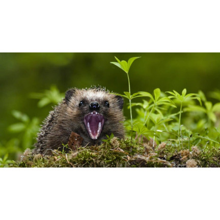 Karma dla jeży wolnożyjących, mieszanka paszowa pełnoporcjowa, bogata w białko, Turdus 500g