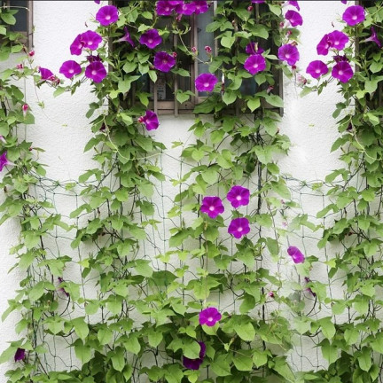 TG71980 SIATKA PODPÓRKA DO ROŚLIN PNĄCYCH PNĄCZY PODPORA DRABINKA 1,8X5M