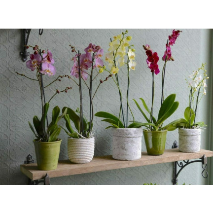 BIO8 NATURALNE PODŁOŻE ZIEMIA DO STORCZYKÓW ORCHIDEI 3L BIOVITA