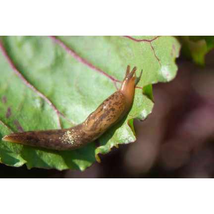 SUM23 PEŁZAKOL EXTRA GR 1KG SUMIN ŚRODEK PREPARAT NA  ŚLIMAKI