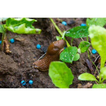 SUM22 ŚRODEK NA ŚLIMAKI PREPARAT TRUTKA NIEBIESKIE GRANULKI SUMIN MOLUFRIES 1KG