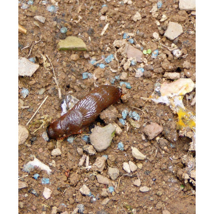 SUM23 PEŁZAKOL EXTRA GR 1KG SUMIN ŚRODEK PREPARAT NA  ŚLIMAKI