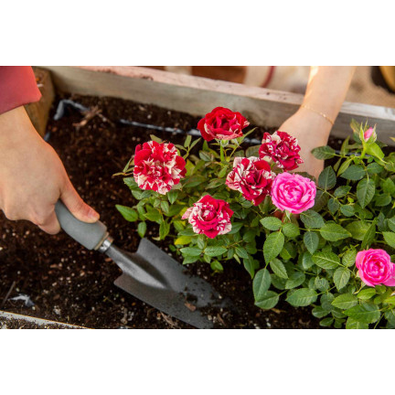 Ziemia do róż, podłoże do przesadzania kwiatów, specjalistyczne, z perlitem, Biovita 20l