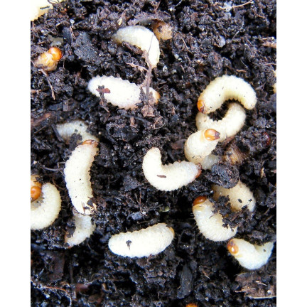 SUM25 SUMIN WROTYCZ EKSTRAT 250ML