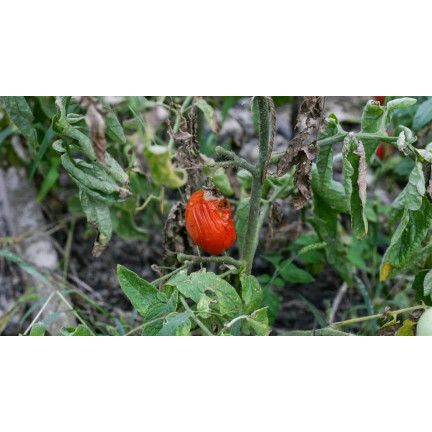 SUM43 ŚRODEK PREPARAT GRZYBOBÓJCZY SWITCH 25G NA SZARĄ PLEŚŃ