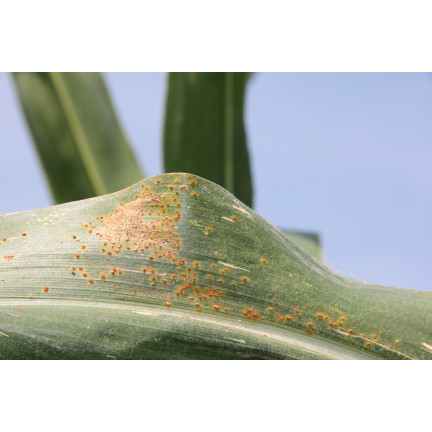 SUM50 SUMIN SCORPION 325 SC GRZYBOBÓJCZY ALTERNARIOZA RDZA MĄCZNIAK 50 ml