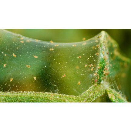 SUM45 ŚRODEK ORTUS 05 SC 15ML NA PRZĘDZIORKA