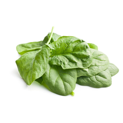 W0326 SZPINAK OLBRZYM ZIMOWY 10G NASIONA SZPINAKU OLBRZYMIEGO