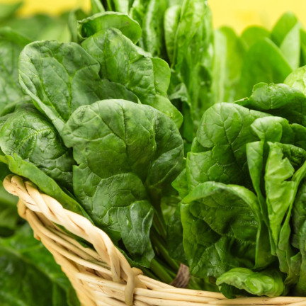 W0326 SZPINAK OLBRZYM ZIMOWY 10G NASIONA SZPINAKU OLBRZYMIEGO