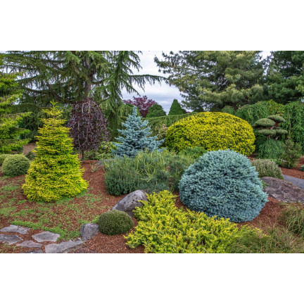 SUM66 SUMIN NAWÓZ DO IGLAKÓW 5KG JESIENNY WIADRO OPTYMALNY SKŁAD