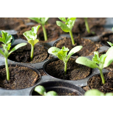 TG67369 DONICZKI P9 PRODUKCYJNE 100szt DO ROZSAD UPRAW WYSIEWU 9x9m 0,5L