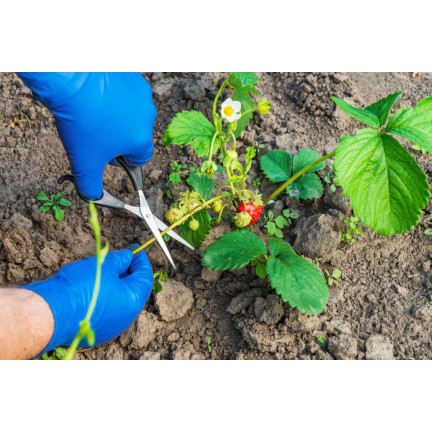 SUM28 MULTIROOTS UKORZENIACZ 100ML SUMIN