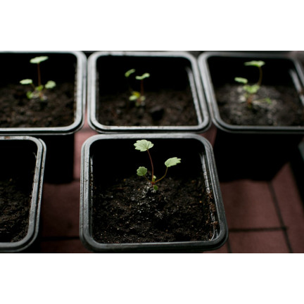 TG67331 DONICZKI PRODUKCYJNE P11 DO PIKOWANIA ROZSAD UPRAW WYSIEWU SADZONKI 5SZT