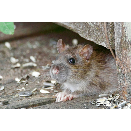 SUM57 TRUTKA TRUCIZNA NA MYSZY SZCZURY ZBOŻOWA SUMIN 29PPM 125G