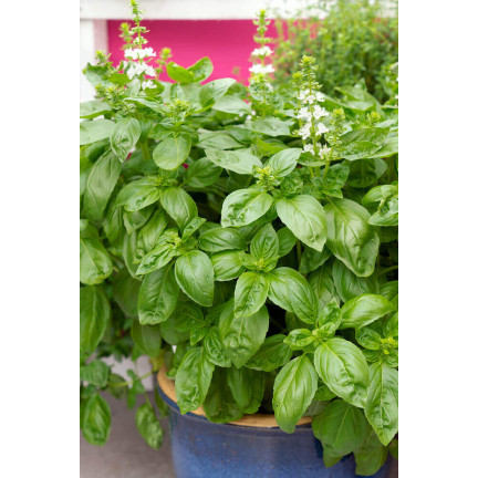 Z3001 BAZYLIA WŁAŚCIWA NASIONA BAZYLII ZIÓŁ ZIOŁA PRZYPRAWY ZIELONA AROMATYCZNA 1G