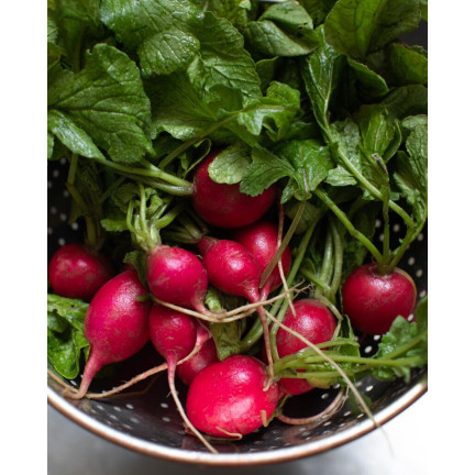 W1194 RZODKIEWKA NASIONA RZODKIEWKI CARMEN CZERWONA WCZESNA ŁAGODNA NIE PARCIEJE 10G