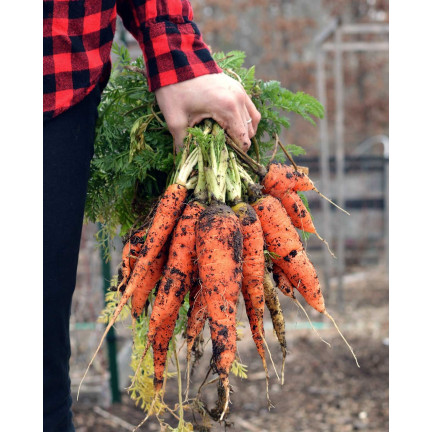 W1109 MARCHEW NASIONA MARCHWI PIERWSZY ZBIÓR B. WCZESNA MARCHEWKI SOCZYSTA NA SOK