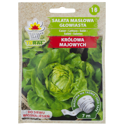 T8013 SAŁATA MASŁOWA KRÓLOWA MAJOWYCH na taśmie NASIENNEJ 6M NASIONA SAŁATY