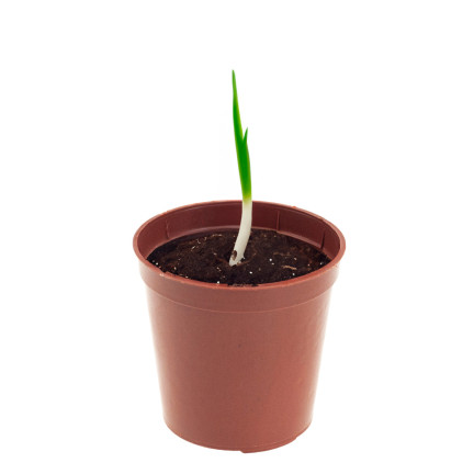 TG71426 DONICZKI PRODUKCYJNE multiplaty DO ROZSAD WYSIEWU SADZONEK 40SZT + PALETKA