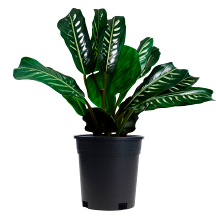 TG72940 DONICZKA PRODUKCYJNA WYSOKA P14 1,5L OKRĄGŁA ROZSADOWA Z RANTEM 14X14CM