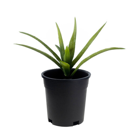 TG72940 DONICZKA PRODUKCYJNA WYSOKA P14 1,5L OKRĄGŁA ROZSADOWA Z RANTEM 14X14CM