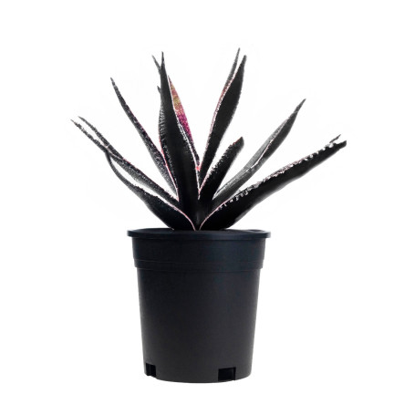 TG72940 DONICZKA PRODUKCYJNA WYSOKA P14 1,5L OKRĄGŁA ROZSADOWA Z RANTEM 14X14CM