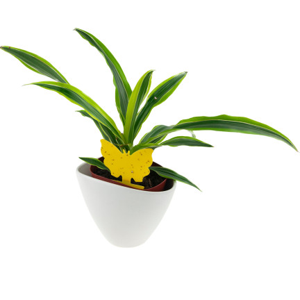 TG72972 PUŁAPKA NA KOMARY 2SZT MUSZKI OWOCÓWKI ZIEMIÓRKI LEPY DO DONICZKI PODSTAWKA