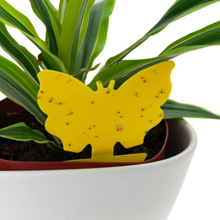 TG72972 PUŁAPKA NA KOMARY 2SZT MUSZKI OWOCÓWKI ZIEMIÓRKI LEPY DO DONICZKI PODSTAWKA