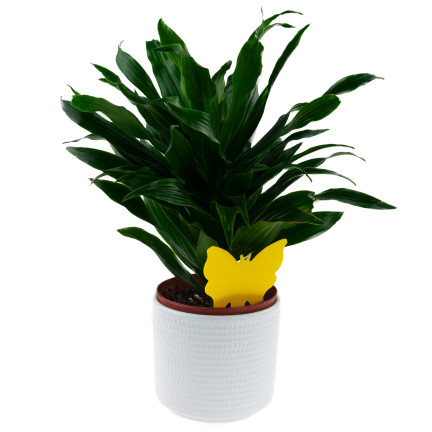 TG72972 PUŁAPKA NA KOMARY 2SZT MUSZKI OWOCÓWKI ZIEMIÓRKI LEPY DO DONICZKI PODSTAWKA