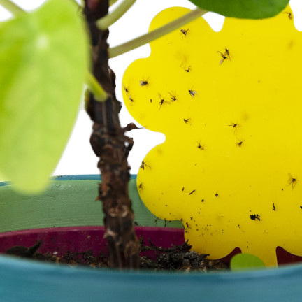 TG72974 KLEJĄCA ŁAPKA NA MUCHY 20SZT LEP KOMARY MESZKI OWOCÓWKI ZIEMIÓRKI MSZYCE