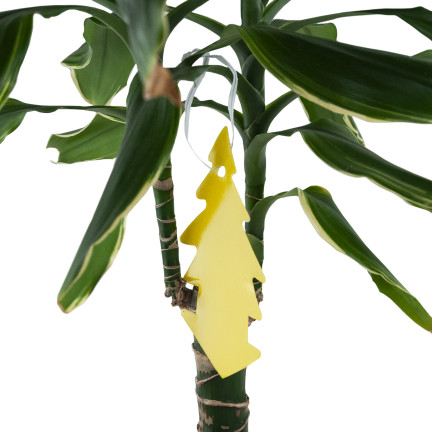 TG72974 KLEJĄCA ŁAPKA NA MUCHY 20SZT LEP KOMARY MESZKI OWOCÓWKI ZIEMIÓRKI MSZYCE