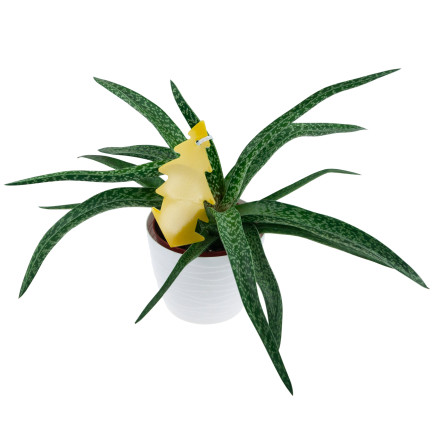 TG72974 KLEJĄCA ŁAPKA NA MUCHY 20SZT LEP KOMARY MESZKI OWOCÓWKI ZIEMIÓRKI MSZYCE