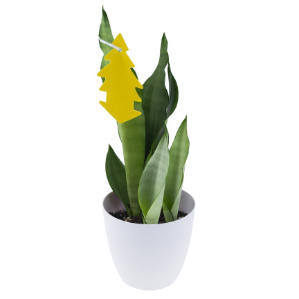 TG72974 KLEJĄCA ŁAPKA NA MUCHY 20SZT LEP KOMARY MESZKI OWOCÓWKI ZIEMIÓRKI MSZYCE