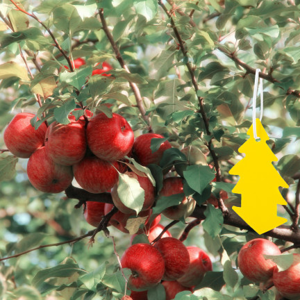 TG72974 KLEJĄCA ŁAPKA NA MUCHY 20SZT LEP KOMARY MESZKI OWOCÓWKI ZIEMIÓRKI MSZYCE